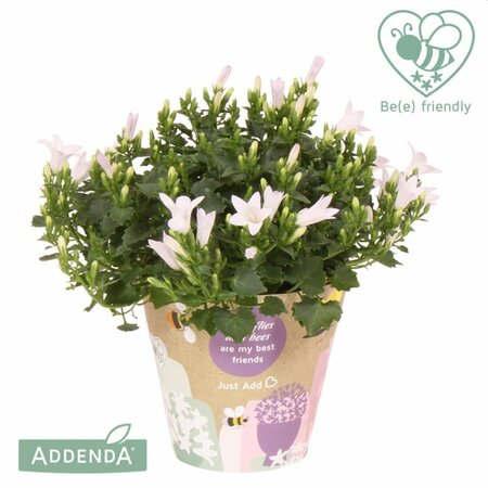 Campanula 'Ambella® White'