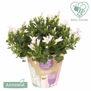 Campanula 'Ambella® White'