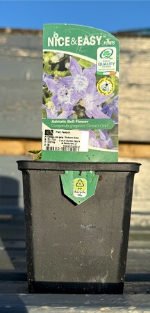 Campanula garg. 'Dickon's Gold