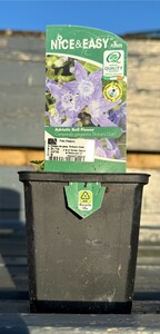 Campanula garg. 'Dickon's Gold