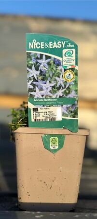 Campanula garg. 'Major'