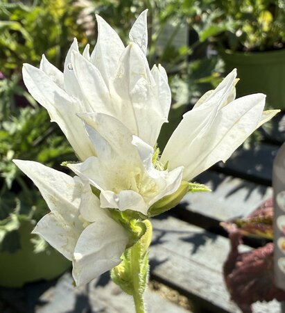 Campanula glom. alba - image 1