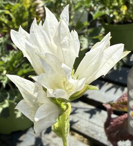 Campanula glom. alba - image 1