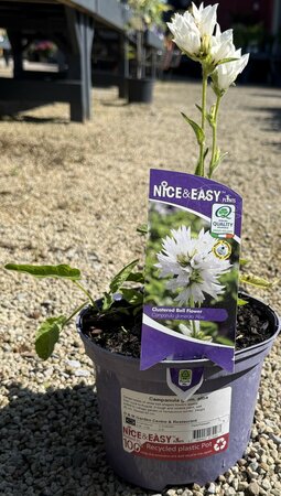Campanula glom. alba - image 2