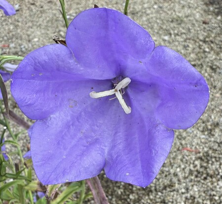 Campanula pers. coerulea - image 1