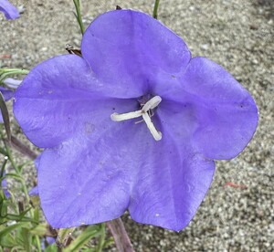 Campanula pers. coerulea - image 1
