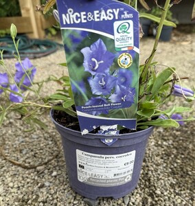 Campanula pers. coerulea - image 2