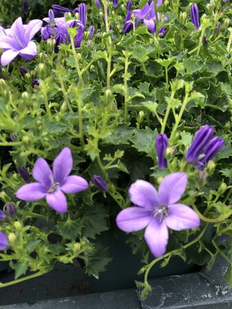 Campanula port  Ambella Lavander