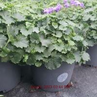 CAMPANULA port. Catharina