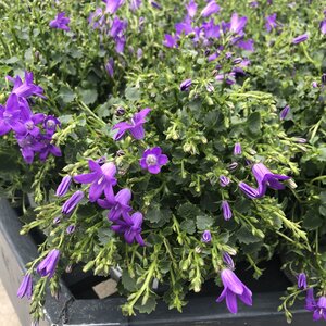 Campanula port. royal/Blue one