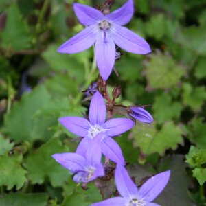 Campanula posch. 'Stella'