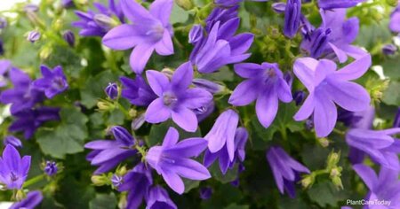 Campanula poscharskyana - image 2