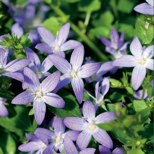 CAMPANULA Poscharskyana Blue