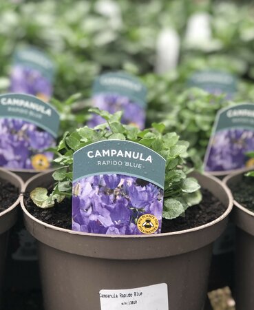 Campanula Rapido Blue