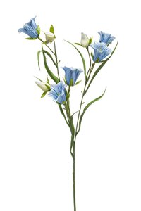 Campanula spray 65cm lt blue