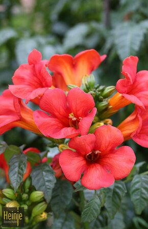 Campsis 'Fire Trumpet Vine'