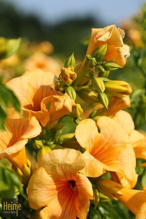 Campsis radicans 'Indian Summer'