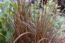 Carex Bronze Form