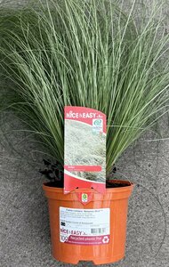 Carex comans 'Amazon Mist'™