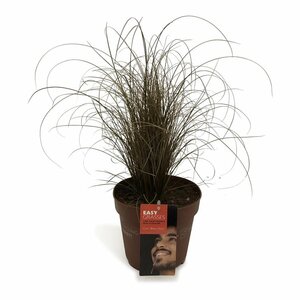 Carex comans 'Bronze Form'