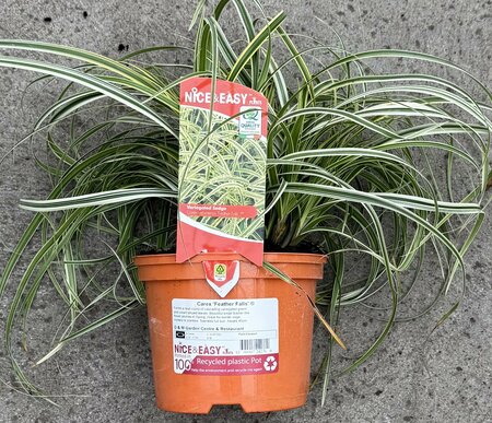 Carex 'Feather Falls' ®