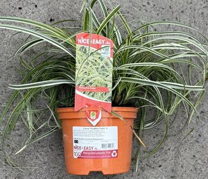 Carex 'Feather Falls' ®
