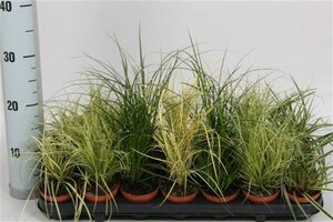 Carex mix (Assorted)