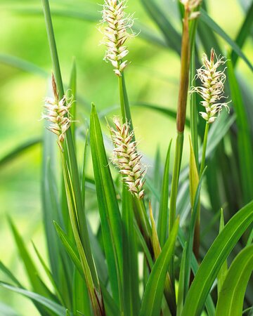 CAREX morrowii Irish Green