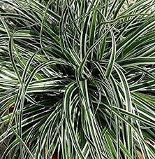 CAREX OSH. EVEREST