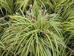 CAREX OSH. EVERGOLD