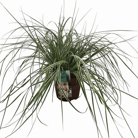 Carex oshim. Everest