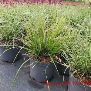 CAREX oshimensis Everest