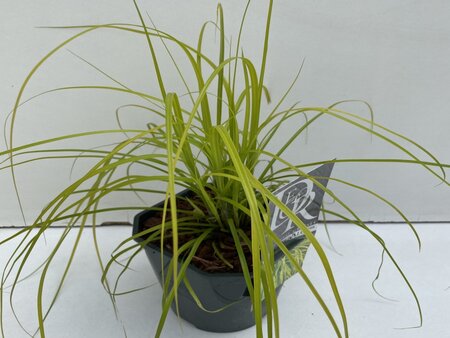 Carex oshimensis Everillo