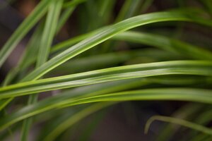 CAREX oshimensis Everlime