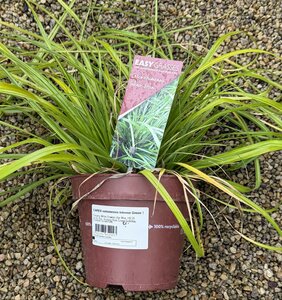 CAREX oshimensis Intense Green