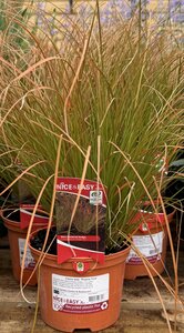 Carex test. 'Prairie Fire'