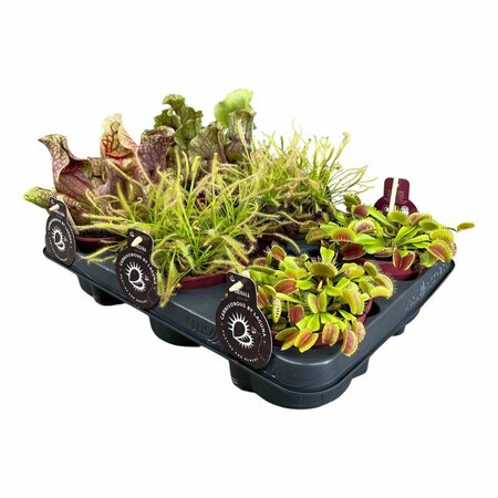 Carnivorous plant mix  P12