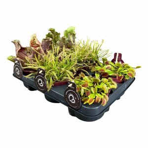 Carnivorous plant mix P12