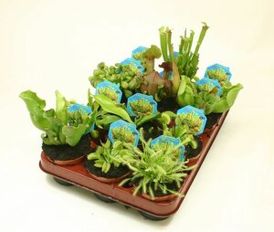 Carnivorous plant mix