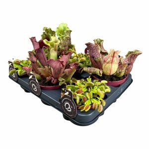 Carnivorous plant mix