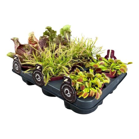 Carnivorous plant mix P12
