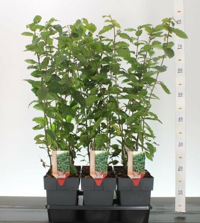 Carpinus betulus 2L