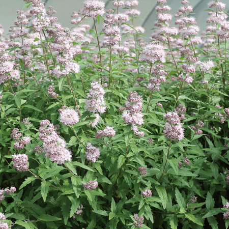 Caryopteris cland. 'Stephi' / 2 Ltr pot