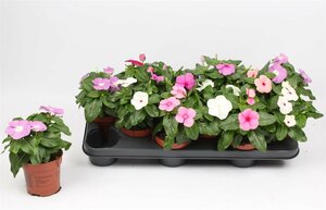 Catharanthus mix