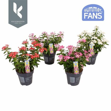 Catharanthus Soiree® mix  P10.5