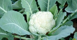 Cauliflower