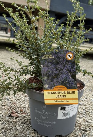 CEANOTHUS BLUE JEANS