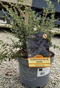 CEANOTHUS BLUE JEANS