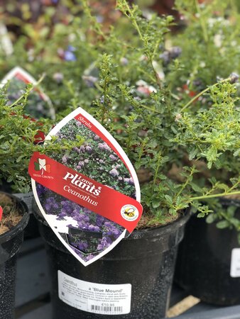 Ceanothus Blue Mound