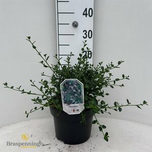 Ceanothus impr. 'Victoria'